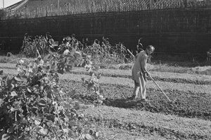 Farmer tilling soil on raised bed, Pootung, Shanghai