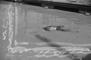 A corpse in the Huangpu River by a jetty, Shanghai