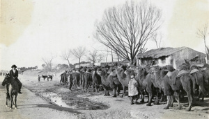 Riding past Bactrian camels