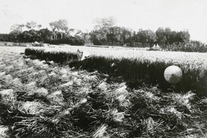 Harvesting rice