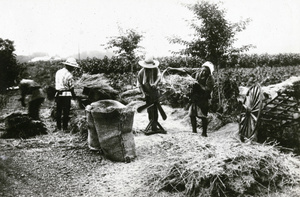 Threshing rice