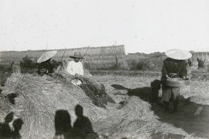 Threshing and winnowing rice