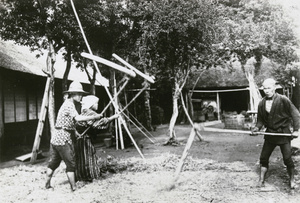 Threshing rice with wooden beaters