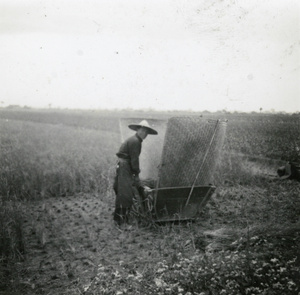 Threshing rice