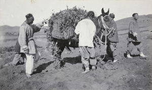 Loading a donkey with an agricultural crop
