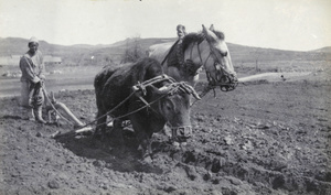 Mixed team ploughing, with an ox and a horse