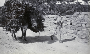 Man leading a laden donkey