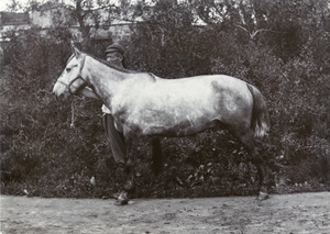 'Ironsides', a champion race horse, c.1905