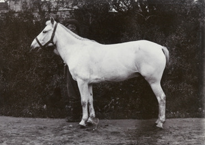 'Trust', winner of the 'Ladies Purse', Chefoo, 1904