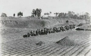 Camel caravan walking through fields