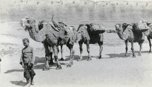 Boy with camel train