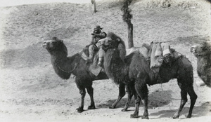 Cameleer and camels