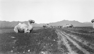 Stone camels at Ming Tombs, Peking