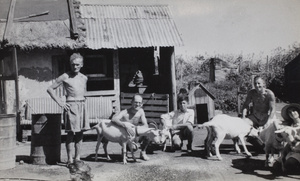 Rev. Dr Forbes Scott Tocher, goats and staff, at the 'farm', Lunghua Civilian Assembly Centre, Shanghai