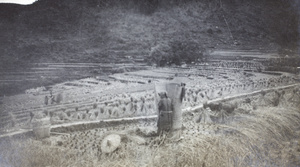 Agricultural workers threshing rice, Hong Kong