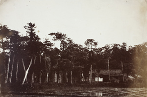 Avenue of trees at Grove Hill (細林山), Shanghai