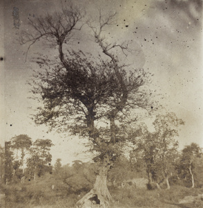 A tree growing over an old grave, Shanghai