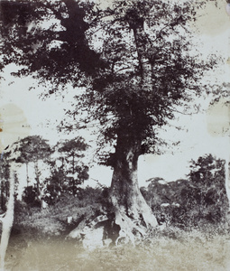 An old grave in the roots of a tree at Grove Hill (細林山), near Shanghai