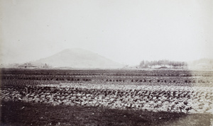 Distant view of Small Monastery Hill, near Shanghai