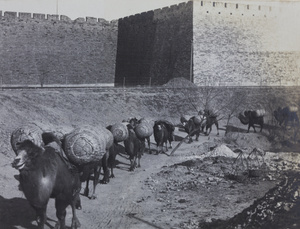 Camel train by city wall, Peking