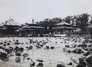 Lakeside pavilions and lotus, Beihai Lake, Peking