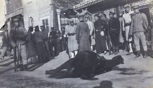 A horse which was killed by a bomb thrown at Yuan Shikai, Beijing